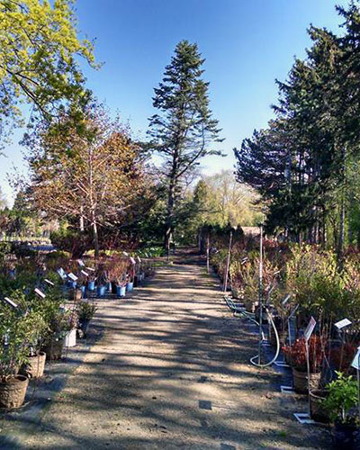 Assorted plants and trees at Roe Nurseries
